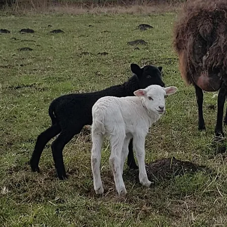 אתר קמפינג - Idyllischer Wohnmobilstellplatz In Der Mecklenburgischen Seenplatte#mecklenburg-vorpommern #see #landleben